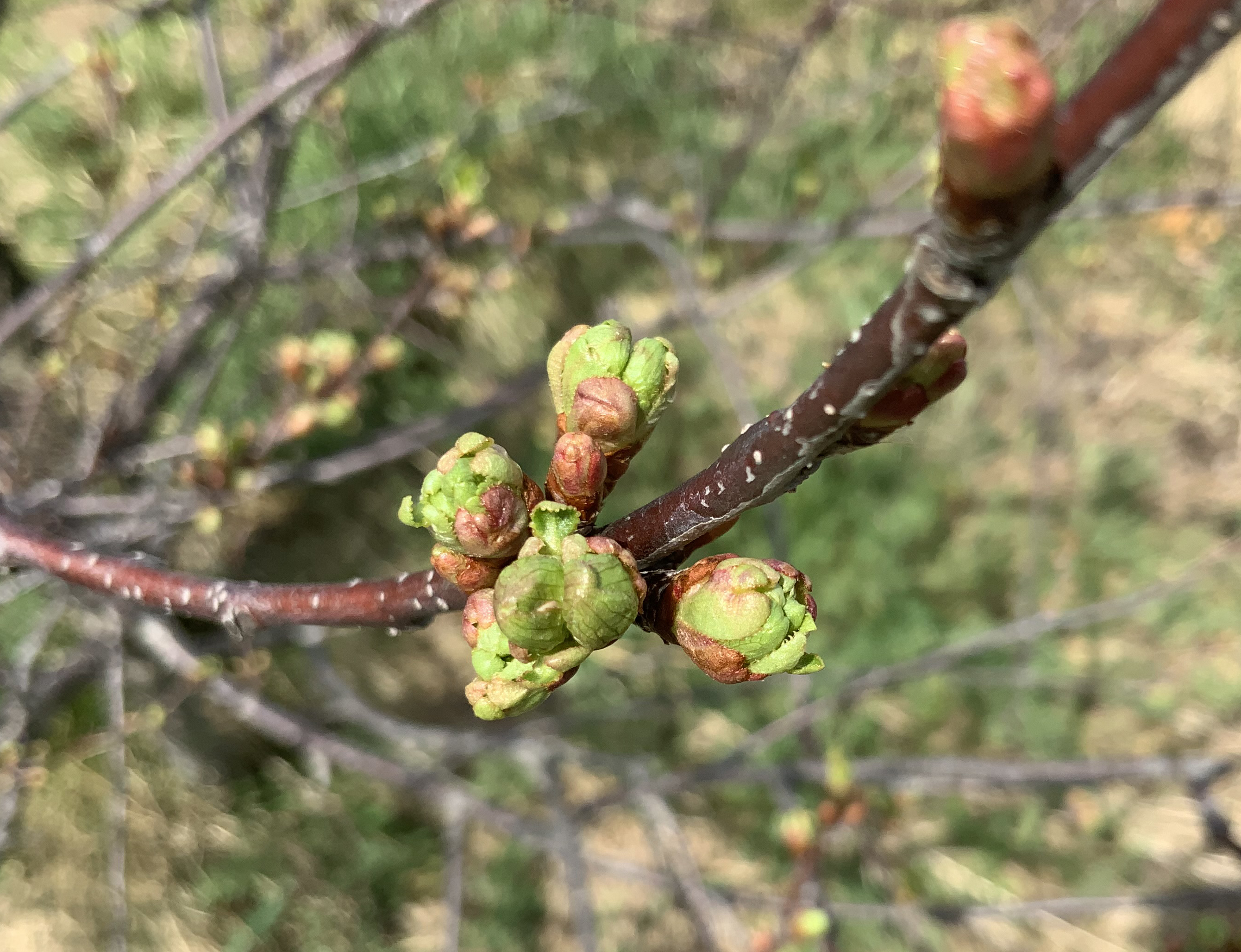 Closeup of tart cherry buds.